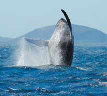 Whale jumping from ocean at Sunshine Coast