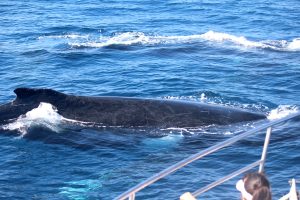 CavalierCruises whale watching image 2023 274