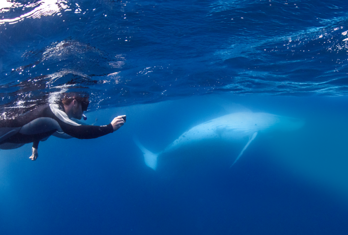 swim-with-whales